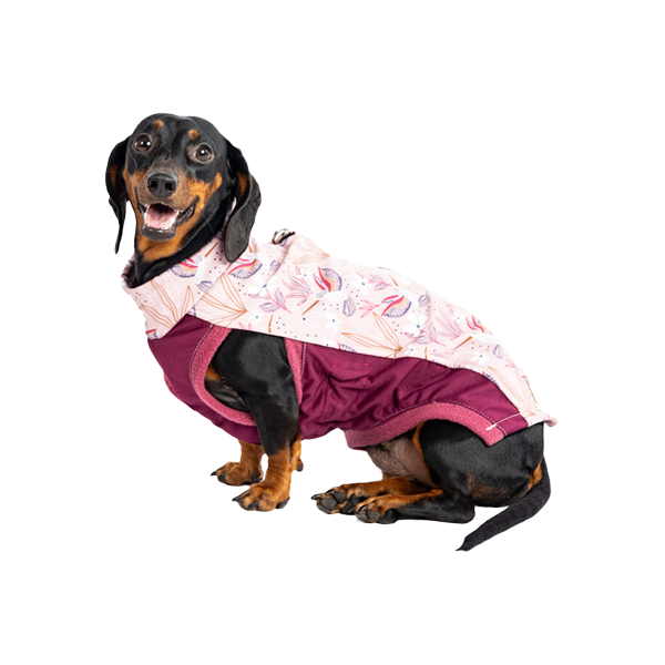 Dackelkleidung, dackelmantel, dackelmantel herbst, dackelkleidung herbst, dackelmantel softshell, dackelmantel wasserabweisend